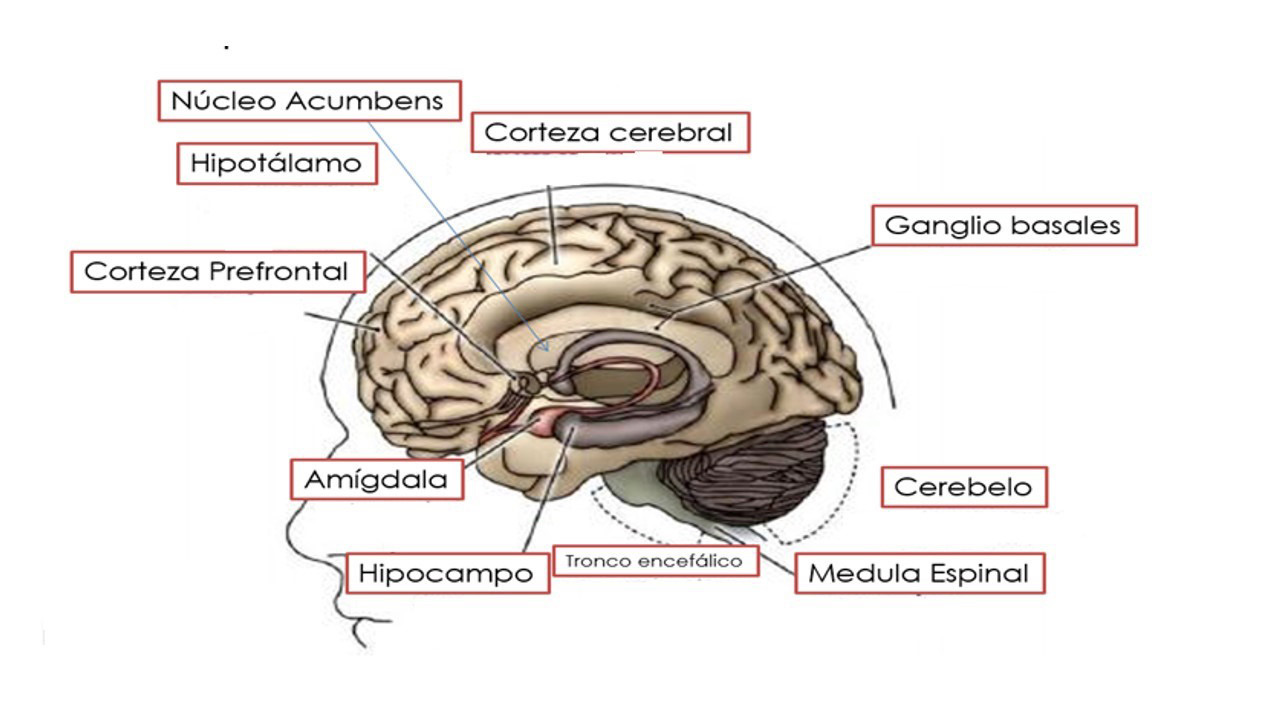 figura3.jpg