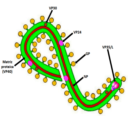 C:\Users\Eric\Desktop\Estructura viral Ébola completo.png